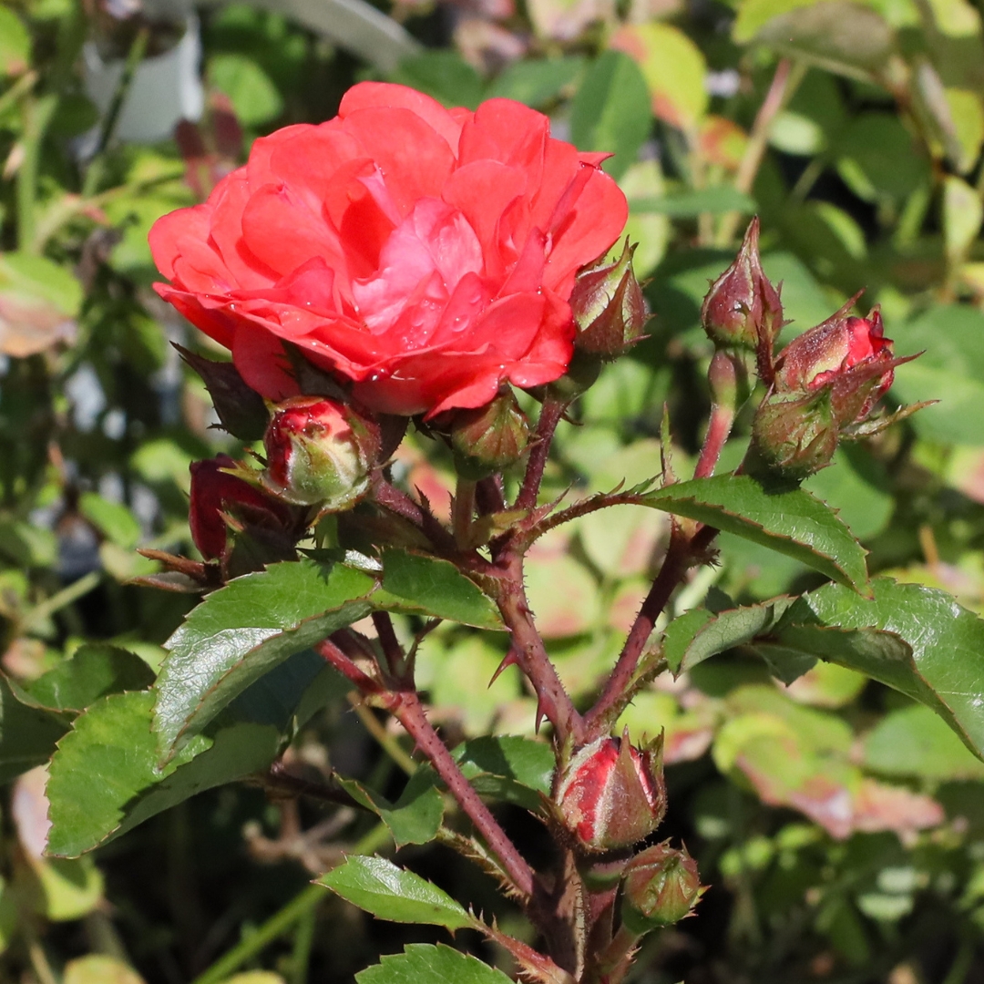 Coral Drift Rose blooming