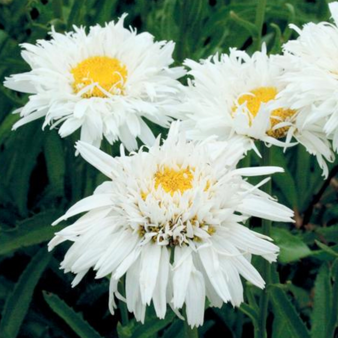 Crazy Daisy Shasta Daisy