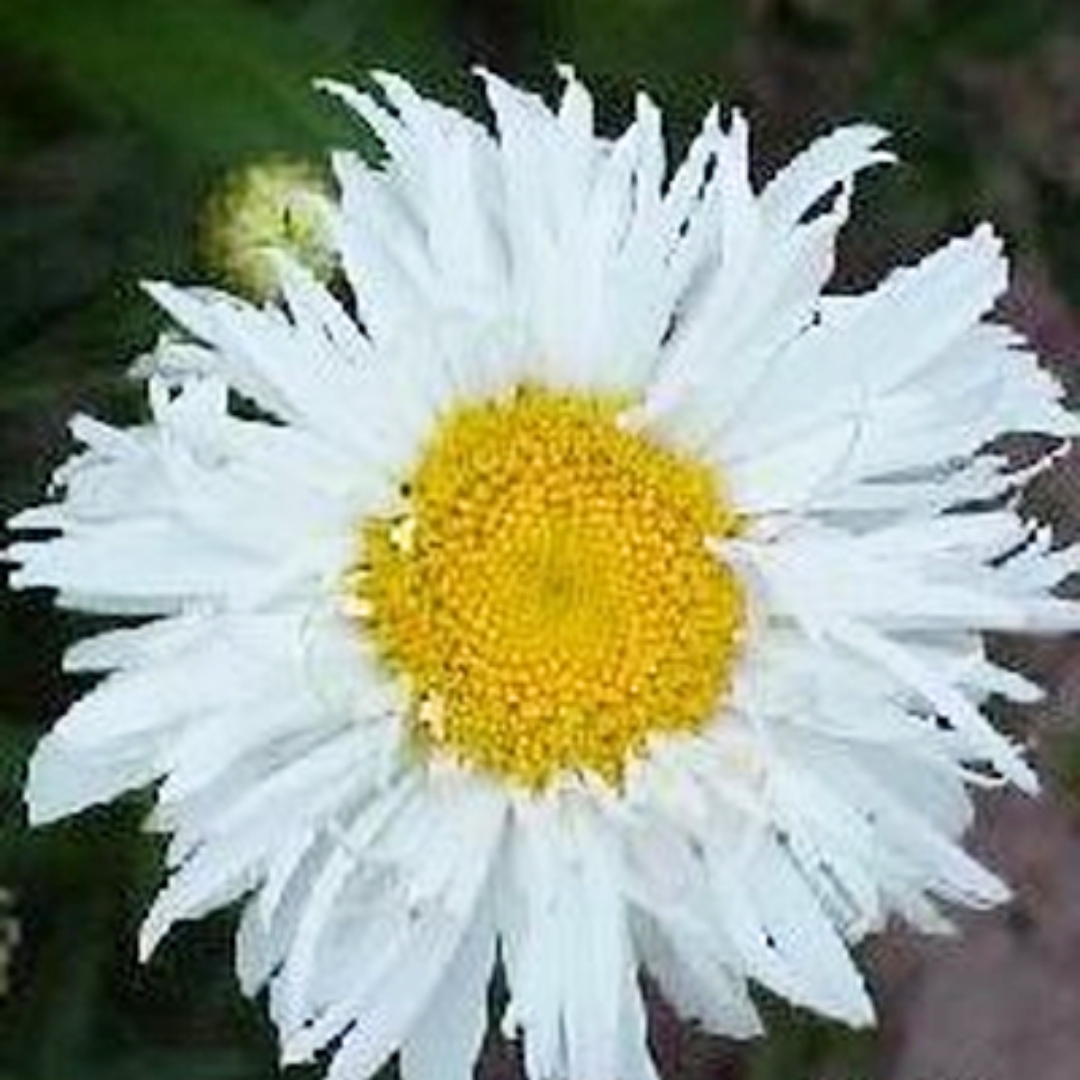 Crazy Daisy Shasta Daisy flower