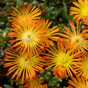 Delmara Orange Ice Plant