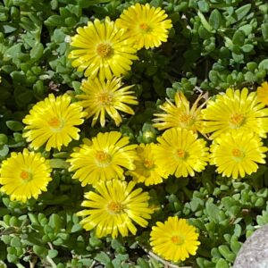 Delmara Yellow Ice Plant