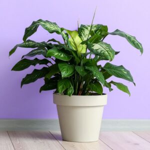 Dieffenbachia Compacta
