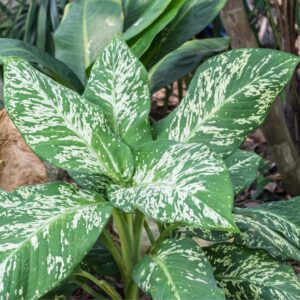 Dieffenbachia Tiki