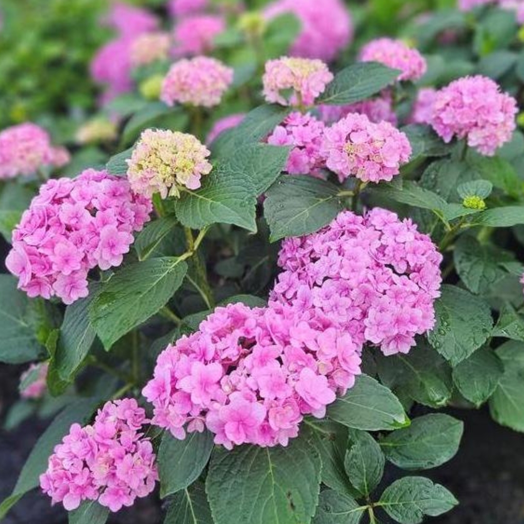 Double Down Hydrangea