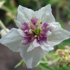 Double Jewel Geranium