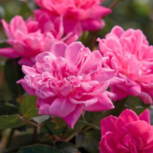Double Pink Knock Out Rose