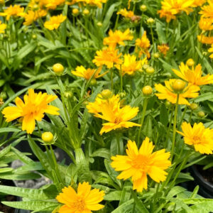 Double The Sun Coreopsis