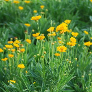 Early Sunrise Coreopsis