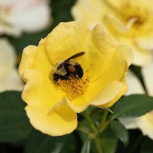 Easy Bee-zy Knock Out Rose