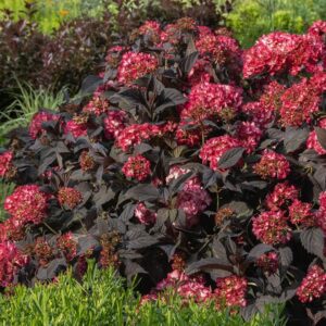 Eclipse Hydrangea