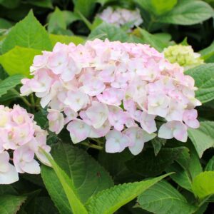 Endless Summer Blushing Bride Hydrangea