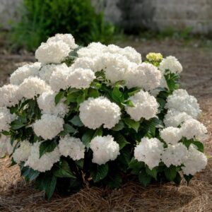 Endless Summer DreamCloud Hydrangea