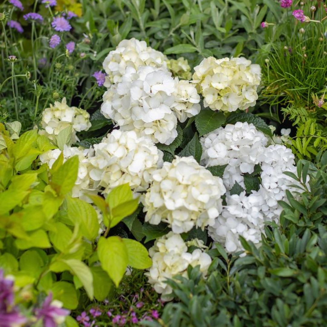 Endless Summer DreamCloud Hydrangea shrub in landscape