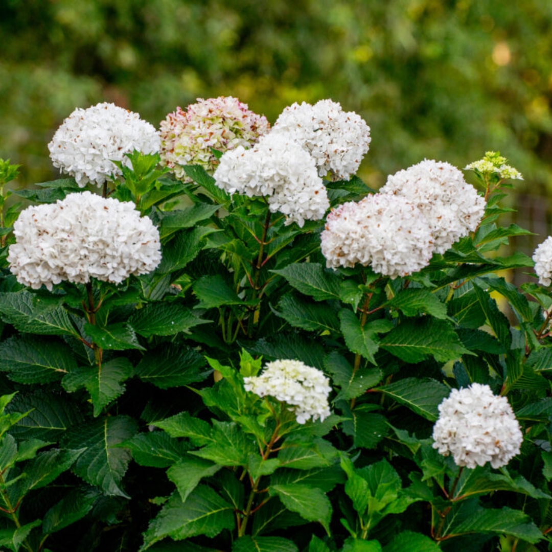 Endless Summer DreamCloud Hydrangea flower bunches