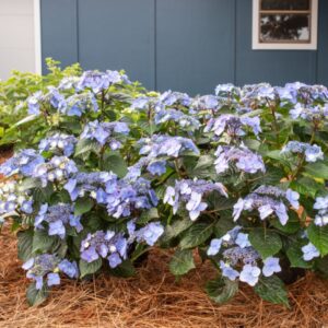 Endless Summer Pop Star Hydrangea