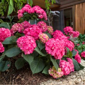 Endless Summer Summer Crush Hydrangea