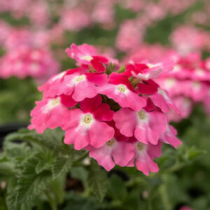 EnduraScape Pink Fizz Verbena