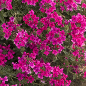 EnduraScape Pink Verbena
