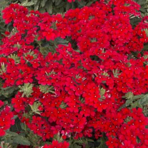 EnduraScape Red Verbena