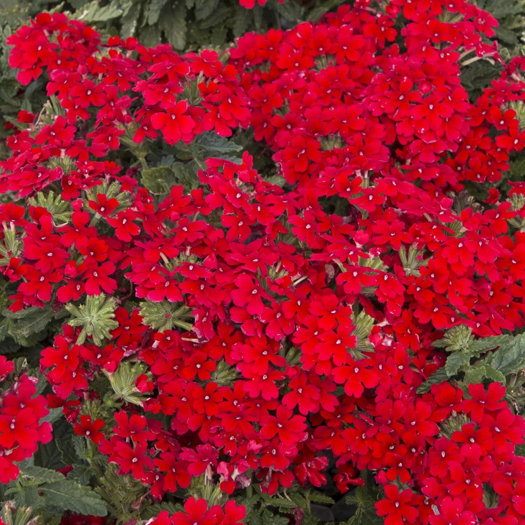 Enduro Red Verbena