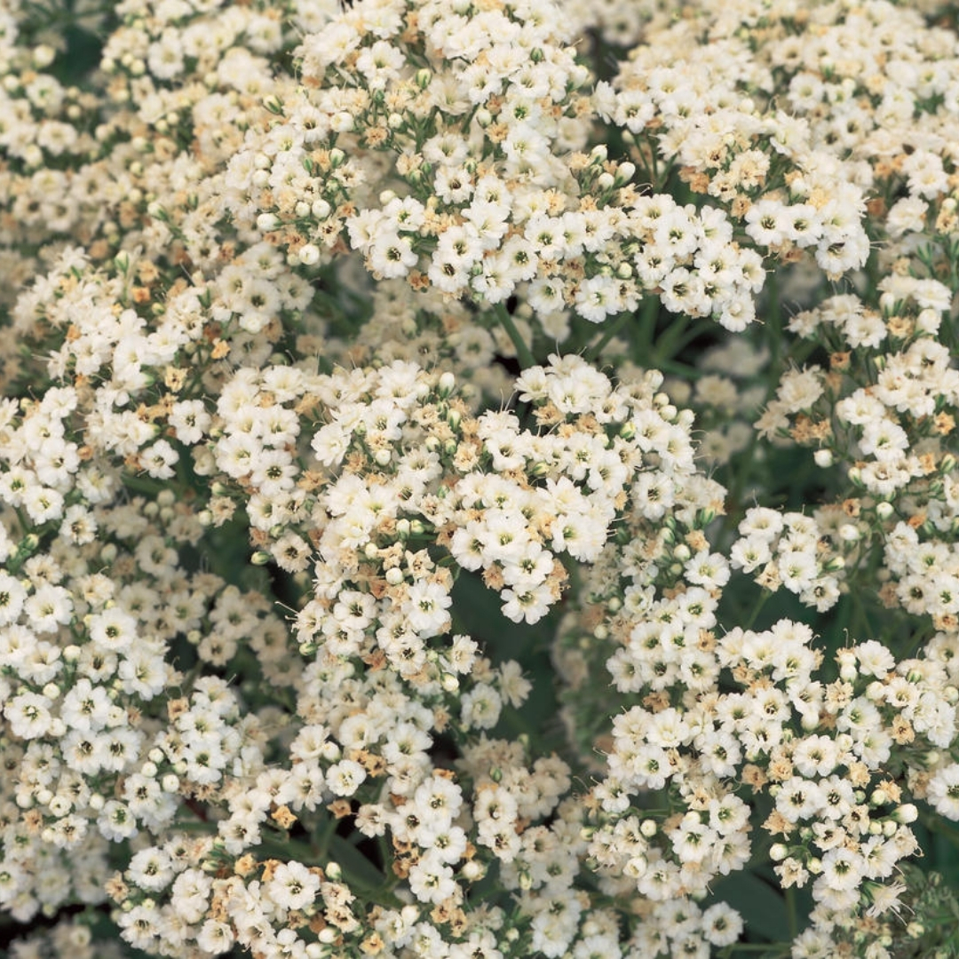 Festival White Baby's Breath flowers close up