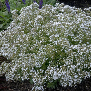 Festival White Baby's Breath
