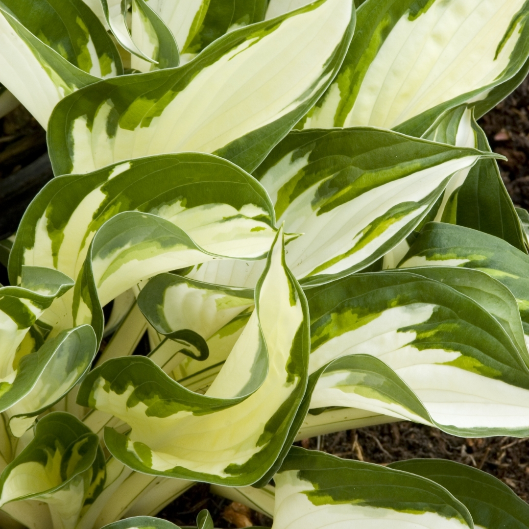 Fire And Ice Hosta - Image 3