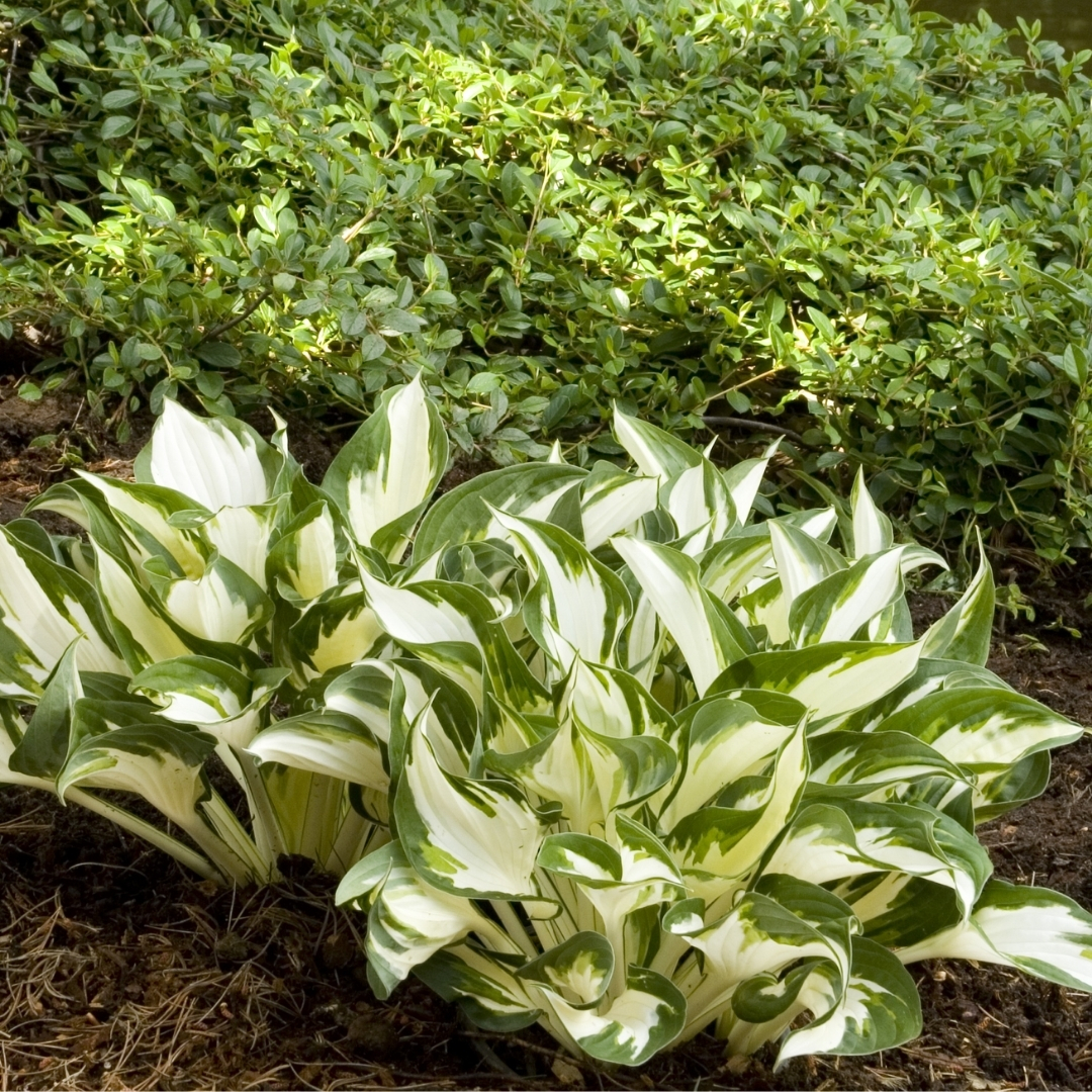 Fire And Ice Hosta in landscape