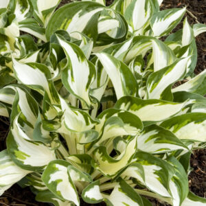 Fire And Ice Hosta
