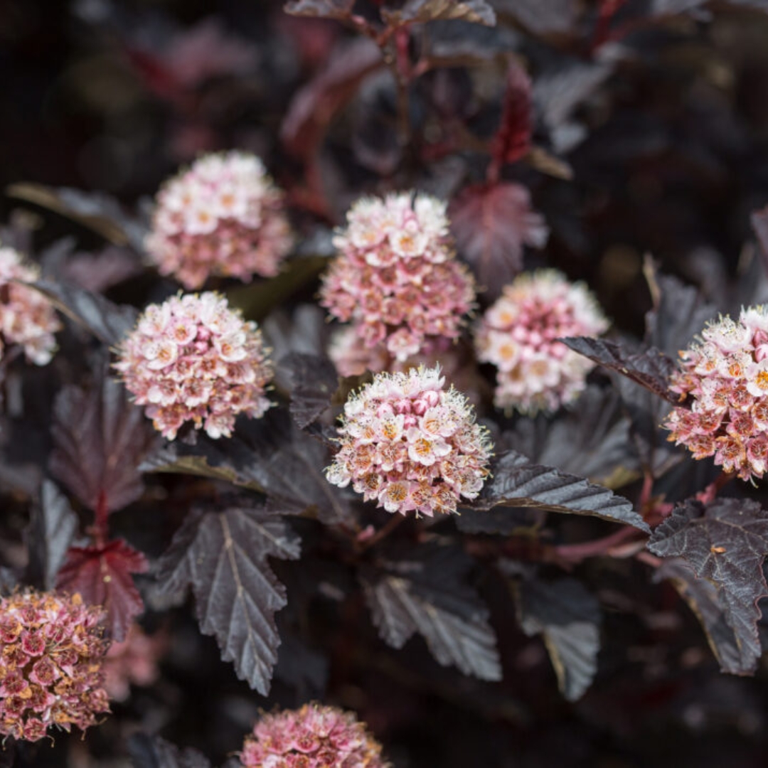 Fireside Ninebark flowers close up