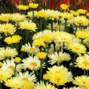Goldfinch Shasta Daisy