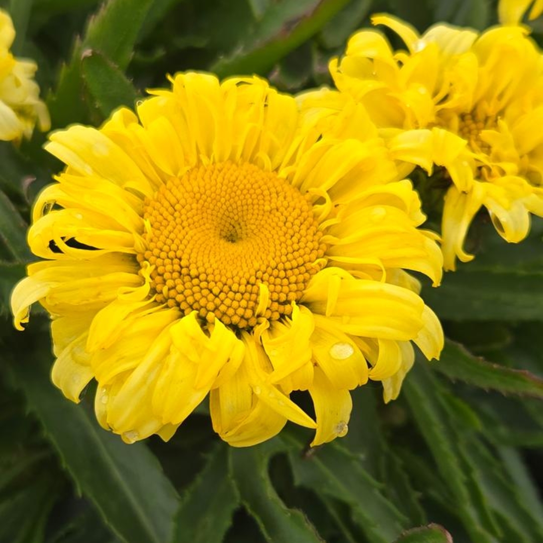 Goldfinch Shasta Daisy