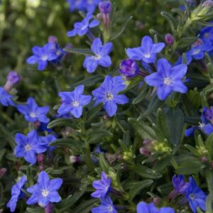 Grace Ward Lithodora