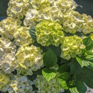 Grin And Tonic Hydrangea