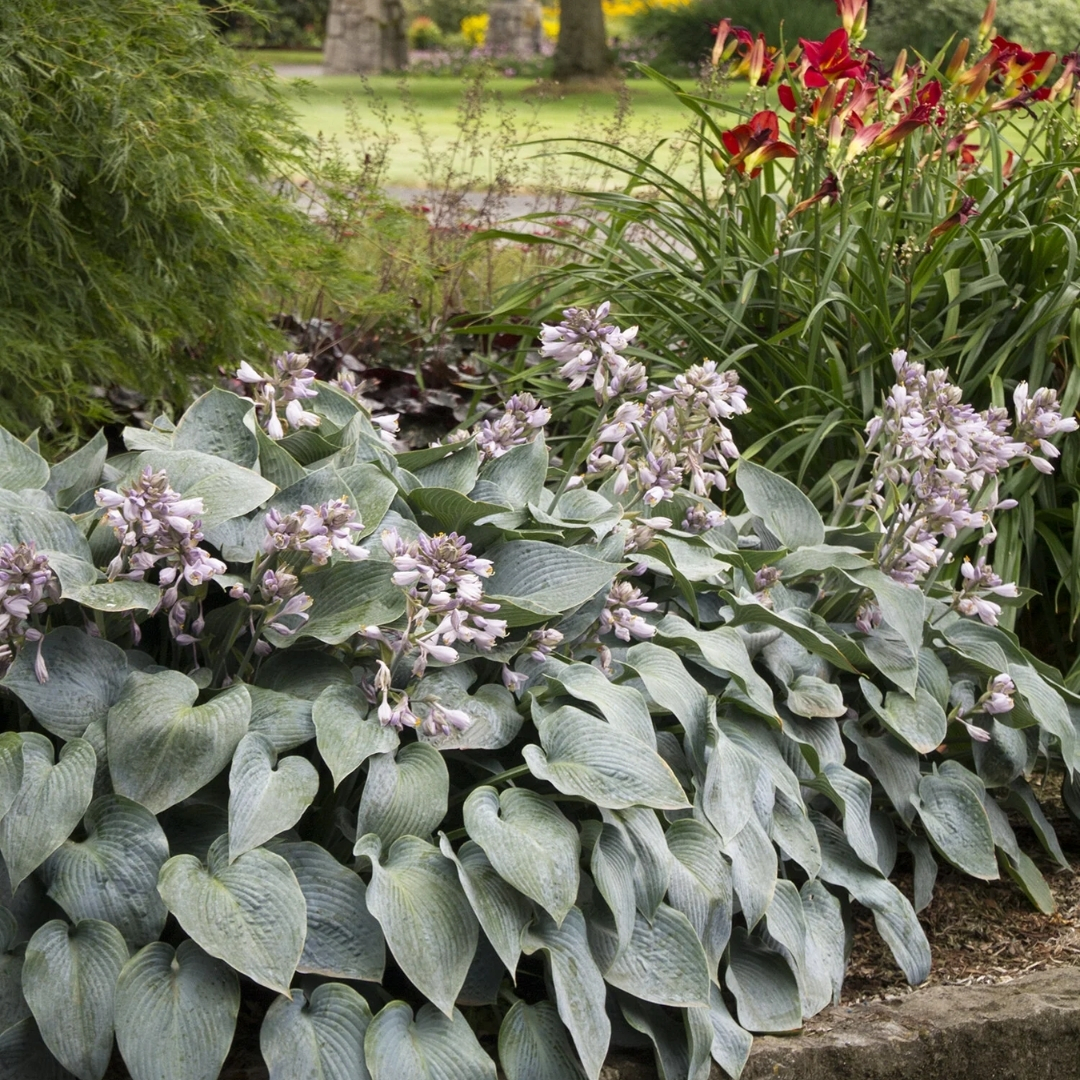 Halcyon Hosta blooming in garden