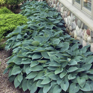 Halcyon Hosta