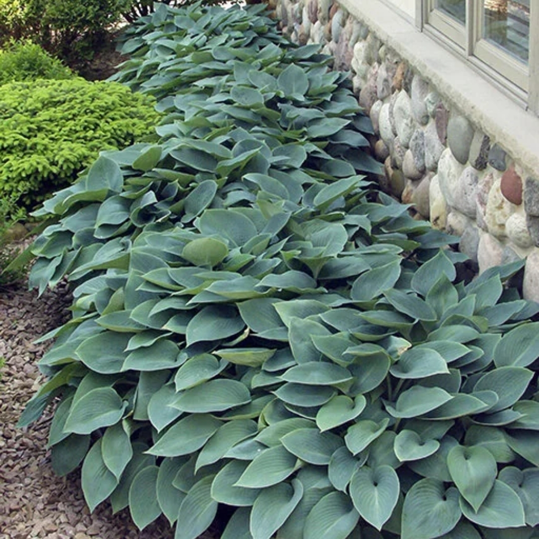 Halcyon Hosta in garden