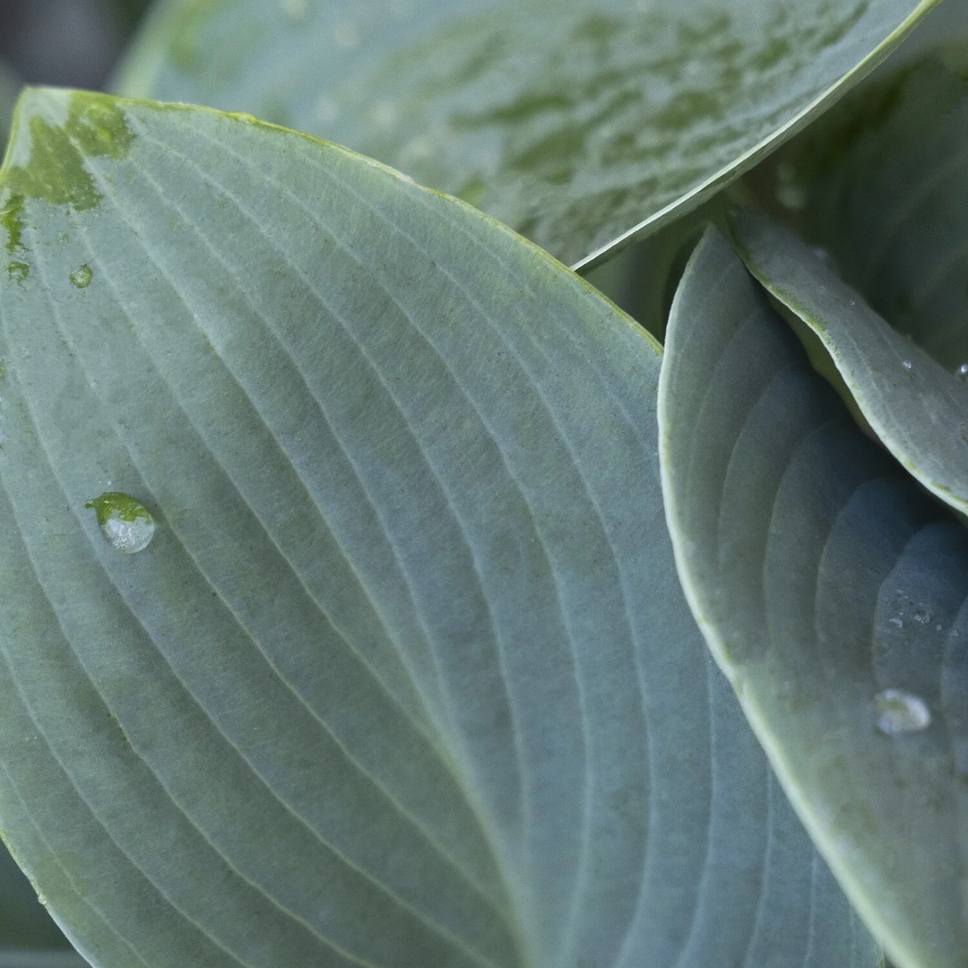 Halcyon Hosta foliage close up
