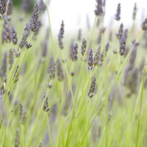 Hidcote English Lavender