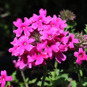 Homestead Hot Pink Verbena