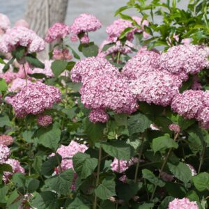 Incrediball Blush Hydrangea