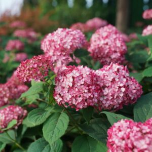 Invincibelle Ruby Hydrangea
