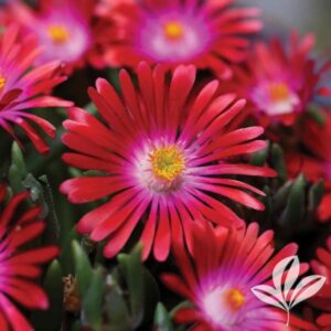 Jewel Of Desert Garnet Ice Plant