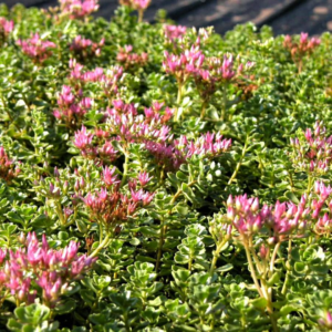 John Creech Stonecrop