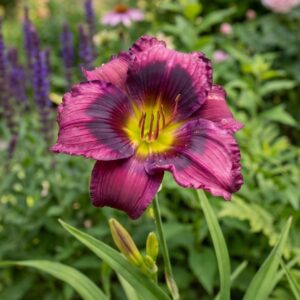 Kansas Kitten Daylily