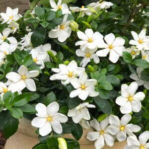 Kleim's Hardy Gardenia
