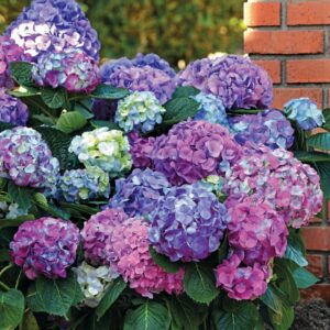 L.A. Dreaming Hydrangea