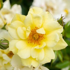 Lemon Drift Rose