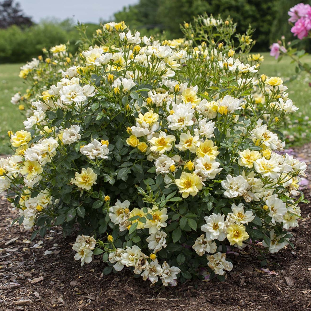 Lemon Drift Rose bush