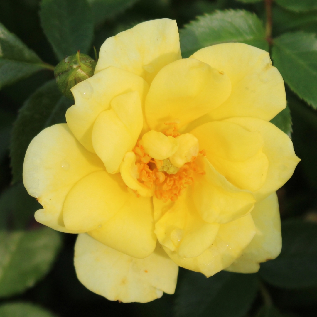 Lemon Drift Rose yellow flower